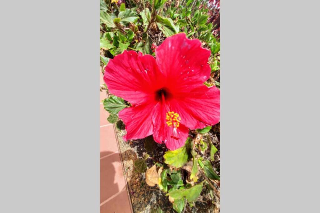 Appartement Tamarindo 28, Pool Front,free Wifi
